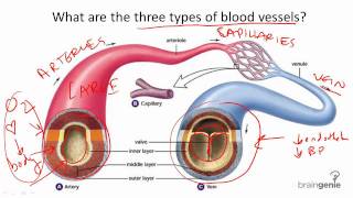 872 Blood Vessel Structure and Function [upl. by Nywnorb980]