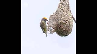 Streakedweaver Ploceus Manyarlocal name Manyar Jambulmaster nest builderStatus near threatened [upl. by Yarod]