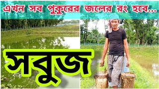 পুকুরের জলের রং সবুজ করার পদ্ধতি  Production of Phytoplankton in Pond  সরাসরি AM Aqua Farm থেকে [upl. by Grayson]