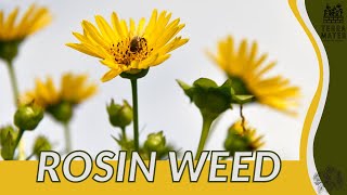 ROSIN WEED Information Description amp More Silphium integrifolium [upl. by Benton803]