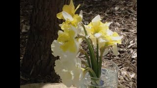 Daffodil Flower Arrangement [upl. by Ielhsa332]