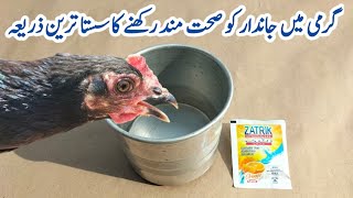 Zatrik  Poultry Birds Rehydration in Hot Summer  Electrolytes for Chickens  Dr ARSHAD [upl. by Airak]