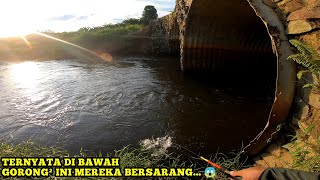 SADIS ‼️ keganasan Predator Ompong Di Bawah Kolong Jembatan Tua  casting hampala [upl. by Saunders]