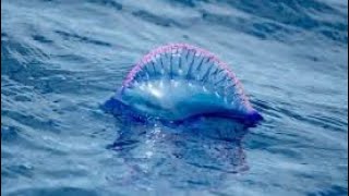 Portuguese Man of War [upl. by Tare981]