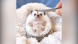 Video of cute hedgehog chomping a mealworm goes viral [upl. by Anihpled244]