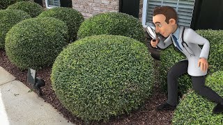 Trimming Round Ball Bushes [upl. by Nilekcaj]