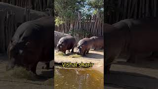 Hippopotamus Life facts facts astronomy animalshorts viralvideo animals [upl. by Inajna]