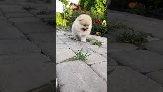 Cachorrinho fofo no jardim  cute puppy [upl. by Gamaliel]