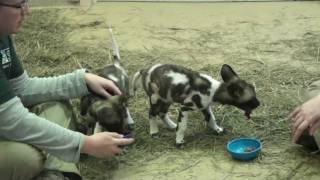 african wild dog pups at feedingmp4 [upl. by Sapowith]