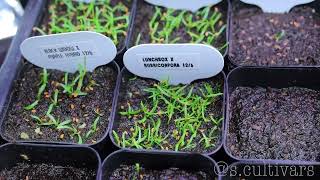 Series Growing Sarracenia from Seed  Update 3 123123 [upl. by Burger]