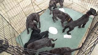 Deerhound x Lurcher Pups [upl. by Bravin]