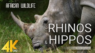 4K African Wildlife  RHINOS amp HIPPOS  African Wild Animals 2 HOUR [upl. by Maisey]