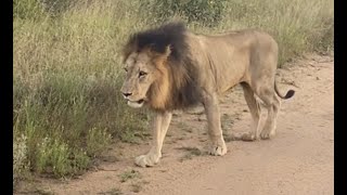 New male lion visiting Imbali concession [upl. by Gifford914]