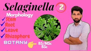 Selaginella Pteridophytes structural anatomy by Mushtaq Saqib [upl. by Pape]