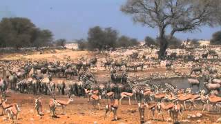 Namibia safari highlights Skeleton Coast Namib Naukluft and Etosha National park [upl. by Emmett]