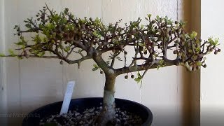 American Frankincense tree – Bursera Microphilla [upl. by Ojeitak]