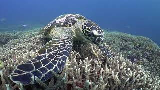 Hawksbill Turtle Eating Sponge on a Coral Reef [upl. by Lexi364]