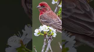 Tiny birdbig sound birds housefinch housefinches housefinchsinging [upl. by Gareth]