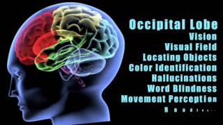 Traumatic Brain Injuries Effects of damage to different lobes of the brain [upl. by Ephraim]