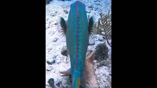 Stoplight Parrotfish parrotfish underwater coral reef fish [upl. by Biagi362]