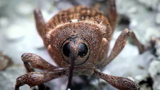 Acorn Weevil recorded with the Hirox Microscope  BBC Nature [upl. by Alaham]