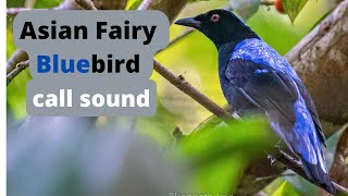 Asian Fairy bluebird call sound [upl. by Enilreug]