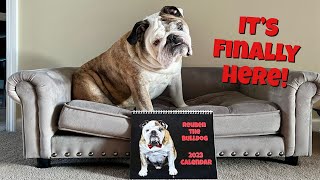 Reuben the Bulldog 2023 Calendar [upl. by Edialeda]