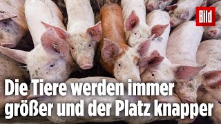 Schweinebauer bekommt nach der TönniesSchließung seine Tiere nicht mehr verkauft [upl. by Bravin]