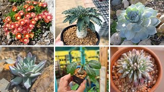 23 ESPÉCIES DE CACTOS E PLANTAS SUCULENTAS PARA IDENTIFICAÇÃO [upl. by Kcirdneked]