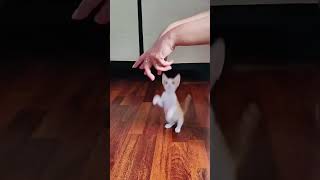 Little kitten playing amp jumping  Yes you can jump  cute🐱kitten playing  Adorable 💕kitten Siri😘 [upl. by Nylassej]