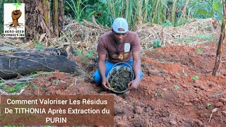 Voici Comment Valoriser Efficacement Les Résidus De TITHONIA Après Extraction du PURIN [upl. by Anilra]