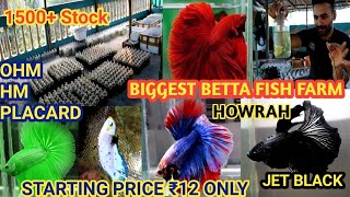 BIGGEST BETTA FISH FARM PANCHLA HOWRAH  MPORTED BETTA OHM HALF MOON PLACARD ORDINARY [upl. by Huntlee]