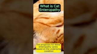 What is cat enteropathy [upl. by Hinson356]