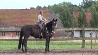 jong paard starten onder zadel met Parelli Natural Horsemanship [upl. by Ydasahc]