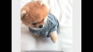 JiffPom plays piano tiles 2 [upl. by Namzaj842]