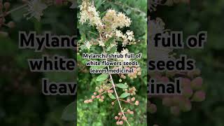 Mylanchi Lawsonia inermis henna plant with flowers seeds medicinal [upl. by Orpha260]