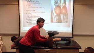 Gluteus Maximus Palpation Manual Therapy and Stretch [upl. by Willyt612]