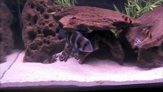 60 Gallon Agressive Freshwater Cichlid Aquarium [upl. by Sydelle]