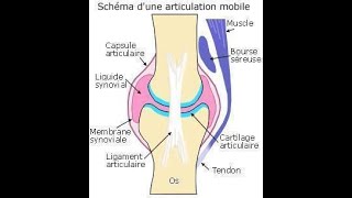 Le système articulaire [upl. by Macrae]