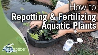 Repotting amp Fertilizing Aquatic Plants [upl. by Roswald]