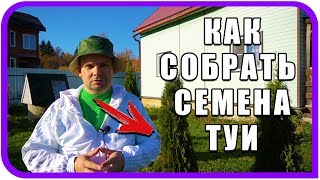 Туя западная из семян в домашних условиях Как собирать семена туи [upl. by Syl]