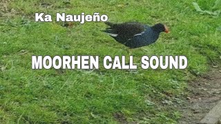 MOORHEN CALL SOUND [upl. by Inahet]