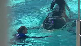 SeaWorld Trainers back in the water with the whales September 8 2014 Part 1 [upl. by Odnamra]