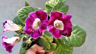 How to Plant Grow amp Care for GLOXINIA  Indoor or Outdoor Start to Finish [upl. by Politi]