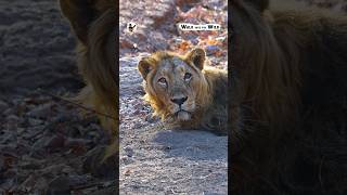 Lion Safari at Gir National Park  shorts walkintothewild lion viral [upl. by Hurwitz]