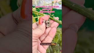 Collecting of seeds shorts officialanusgarden garden plants guldophri budaun [upl. by Imray]