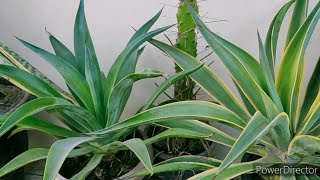 Agave plant  How to grow amp care permanent plant Agave [upl. by Almeeta]