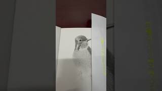 Colibrí grafito y carboncillo drawing foryou art sketch draw fyp viralvideo [upl. by Akeme]