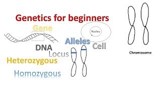 Pedigree Analysis [upl. by Ulyram]