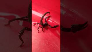 Black Scorpion ytshorts nature trending viral [upl. by Onitnatsnoc]